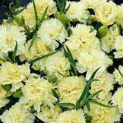 Dianthus 'Merry-Go-Round' – Indian Pink Garden Flower Seeds for a Colorful Balcony, Terrace & Garden SRI SAI FORESTRY