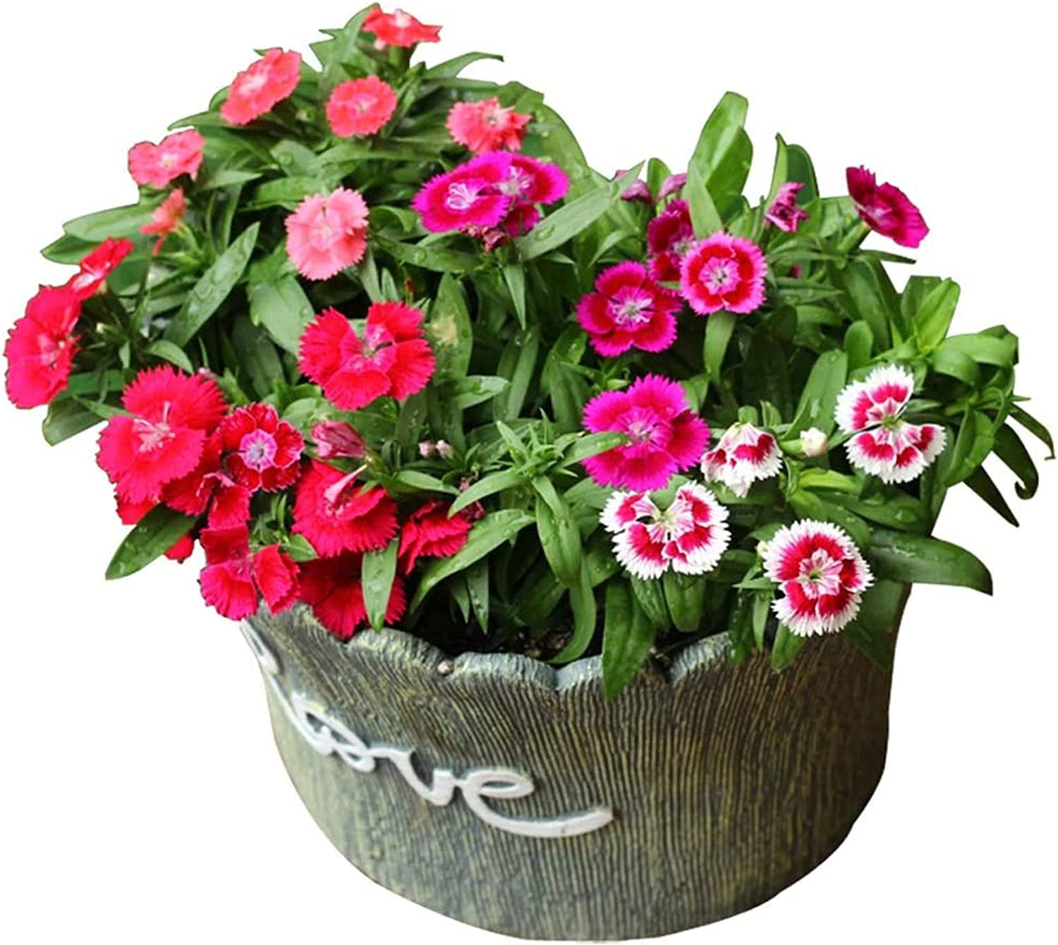 Dianthus 'Merry-Go-Round' – Indian Pink Garden Flower Seeds for a Colorful Balcony, Terrace & Garden SRI SAI FORESTRY