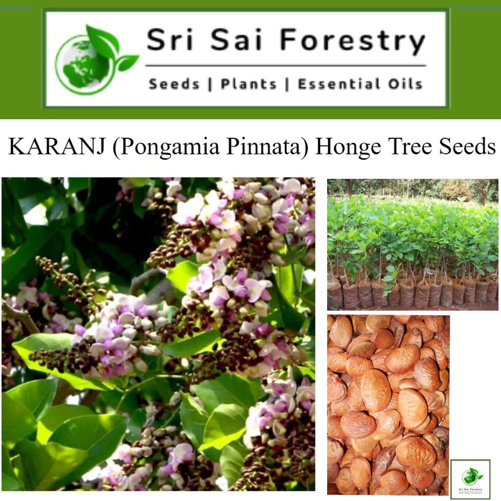 Pongamia Pinnata Tree Seeds, Kanuga Seeds, Honge, Pungai Tree Seeds for Planting SRI SAI FORESTRY