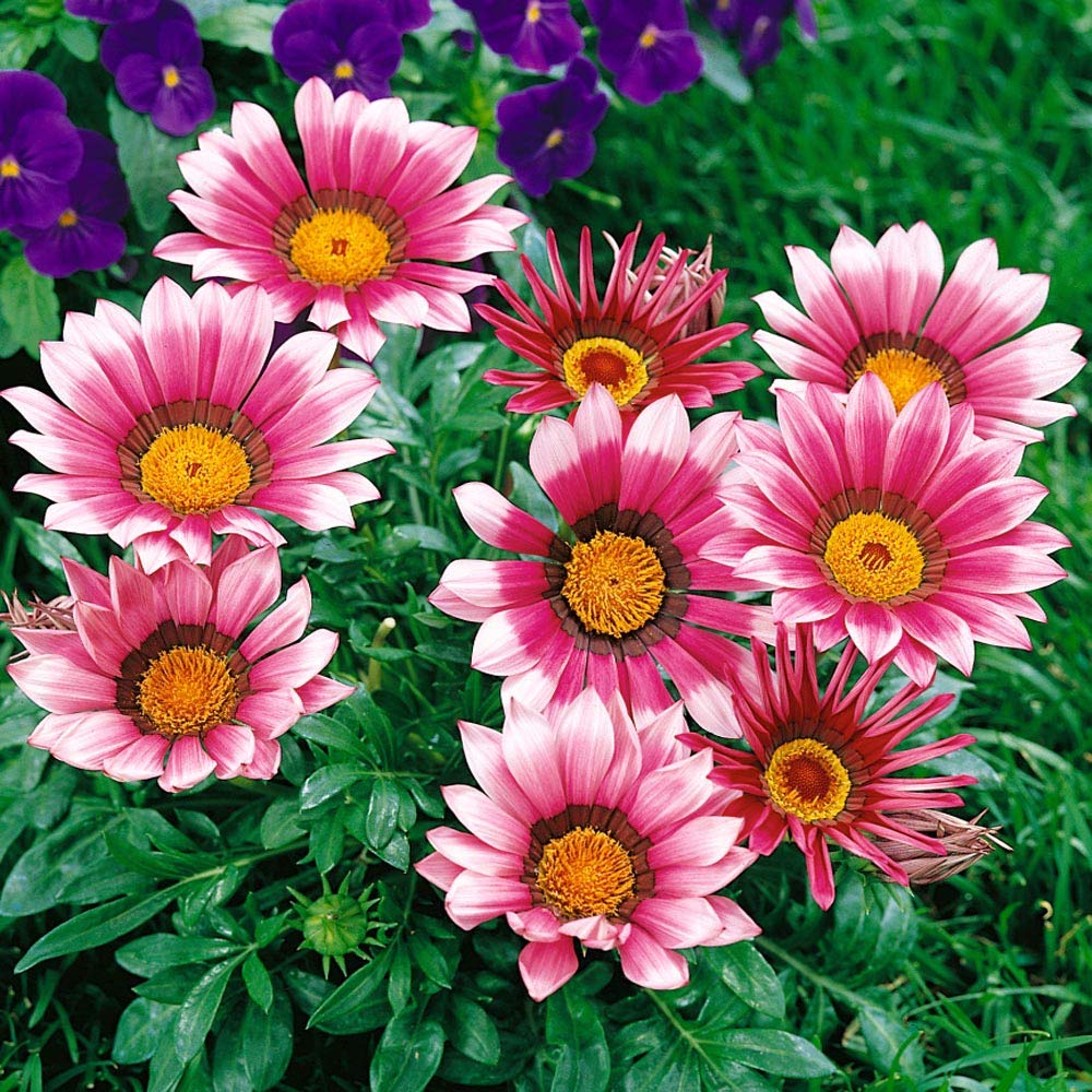 Gazania Flower Seeds – Colorful Mixed Blooms for Home Gardens, Terraces & Balconies SRI SAI FORESTRY
