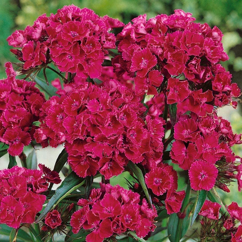 Dianthus 'Merry-Go-Round' – Indian Pink Garden Flower Seeds for a Colorful Balcony, Terrace & Garden SRI SAI FORESTRY