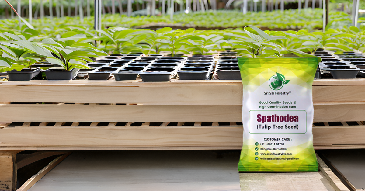 Sapota Seeds (Chikoo / Chiku / Manilkara zapota / Sapodilla) – Grow Your Own Sweet Tropical Delight! SRI SAI FORESTRY