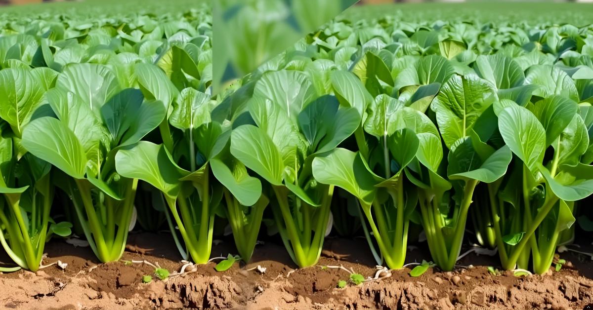 Spinach Seeds for Planting Palak Pasala Keerai Palakura Vegetable Seed for Home Garden, Terrace &amp; Balcony Gardening SRI SAI FORESTRY