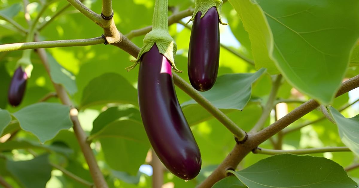 Long Brinjal Seeds | Eggplant | Begun | Kathirikai | Vankaya | Badanekai Vegetable Seeds | Terrace Balcony Kitchen Home Garden Planting SRI SAI FORESTRY