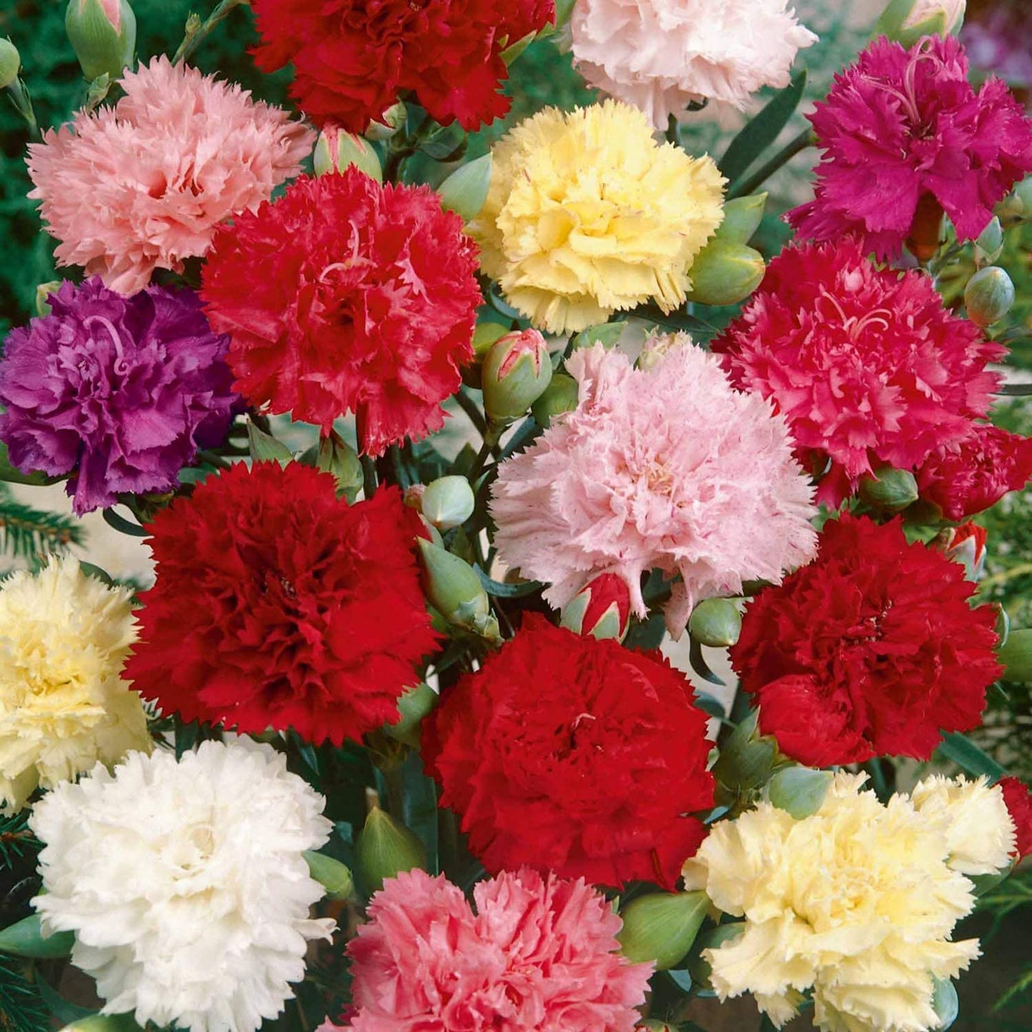 Dianthus 'Merry-Go-Round' – Indian Pink Garden Flower Seeds for a Colorful Balcony, Terrace & Garden SRI SAI FORESTRY