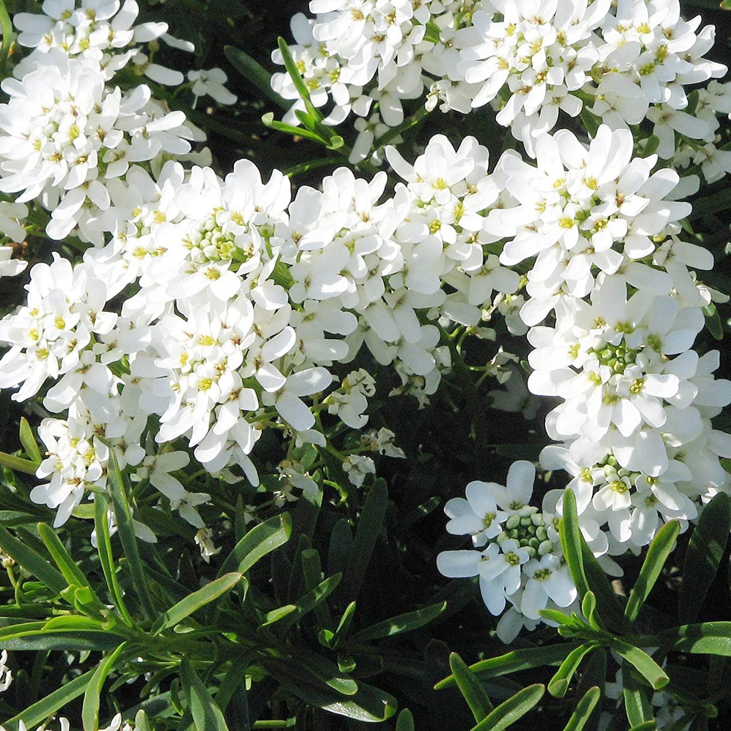 Candytuft Flower Seeds – Elegant Blooms for Your Garden, Balcony & Terrace SRI SAI FORESTRY