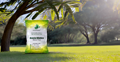 Babul (Acacia Nilotica) Tree Seeds – Fast-Growing, Multi-Purpose Tree for Firewood & Live Fencing SRI SAI FORESTRY