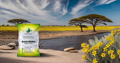 Babul (Acacia Nilotica) Tree Seeds – Fast-Growing, Multi-Purpose Tree for Firewood & Live Fencing SRI SAI FORESTRY