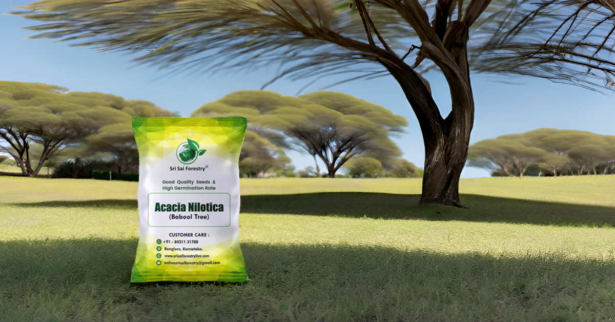 Babul (Acacia Nilotica) Tree Seeds – Fast-Growing, Multi-Purpose Tree for Firewood & Live Fencing SRI SAI FORESTRY