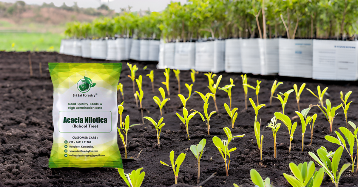 Babul (Acacia Nilotica) Tree Seeds – Fast-Growing, Multi-Purpose Tree for Firewood & Live Fencing SRI SAI FORESTRY