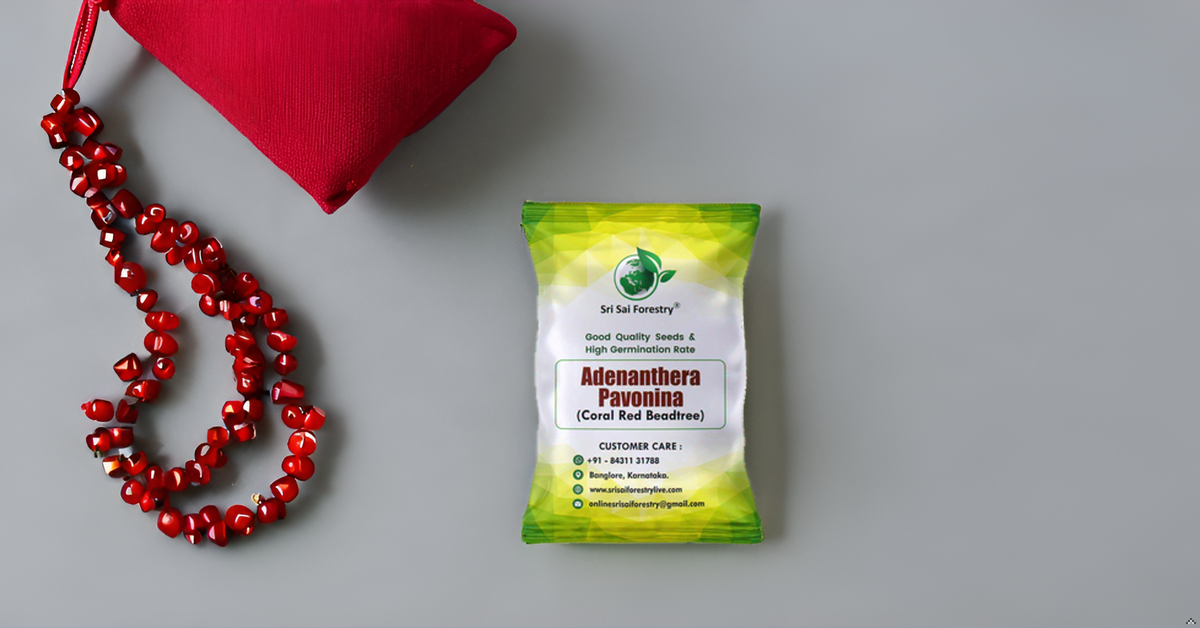 Coral Wood Tree Seeds (Adenanthera Pavonina) – Red Lucky Seeds SRI SAI FORESTRY