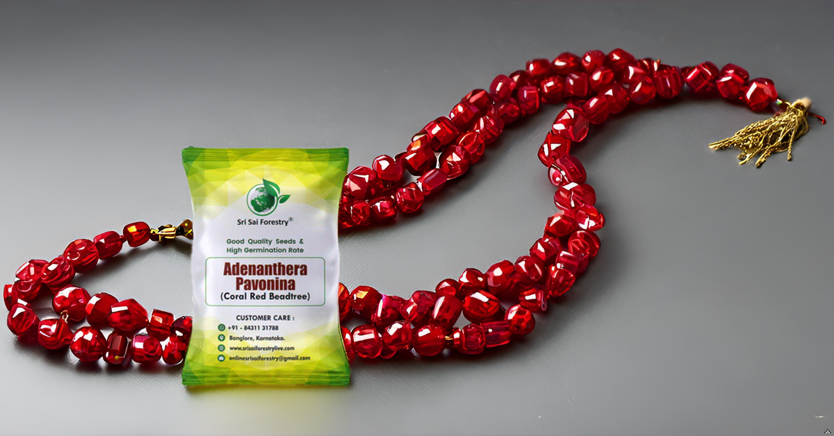 Coral Wood Tree Seeds (Adenanthera Pavonina) – Red Lucky Seeds SRI SAI FORESTRY