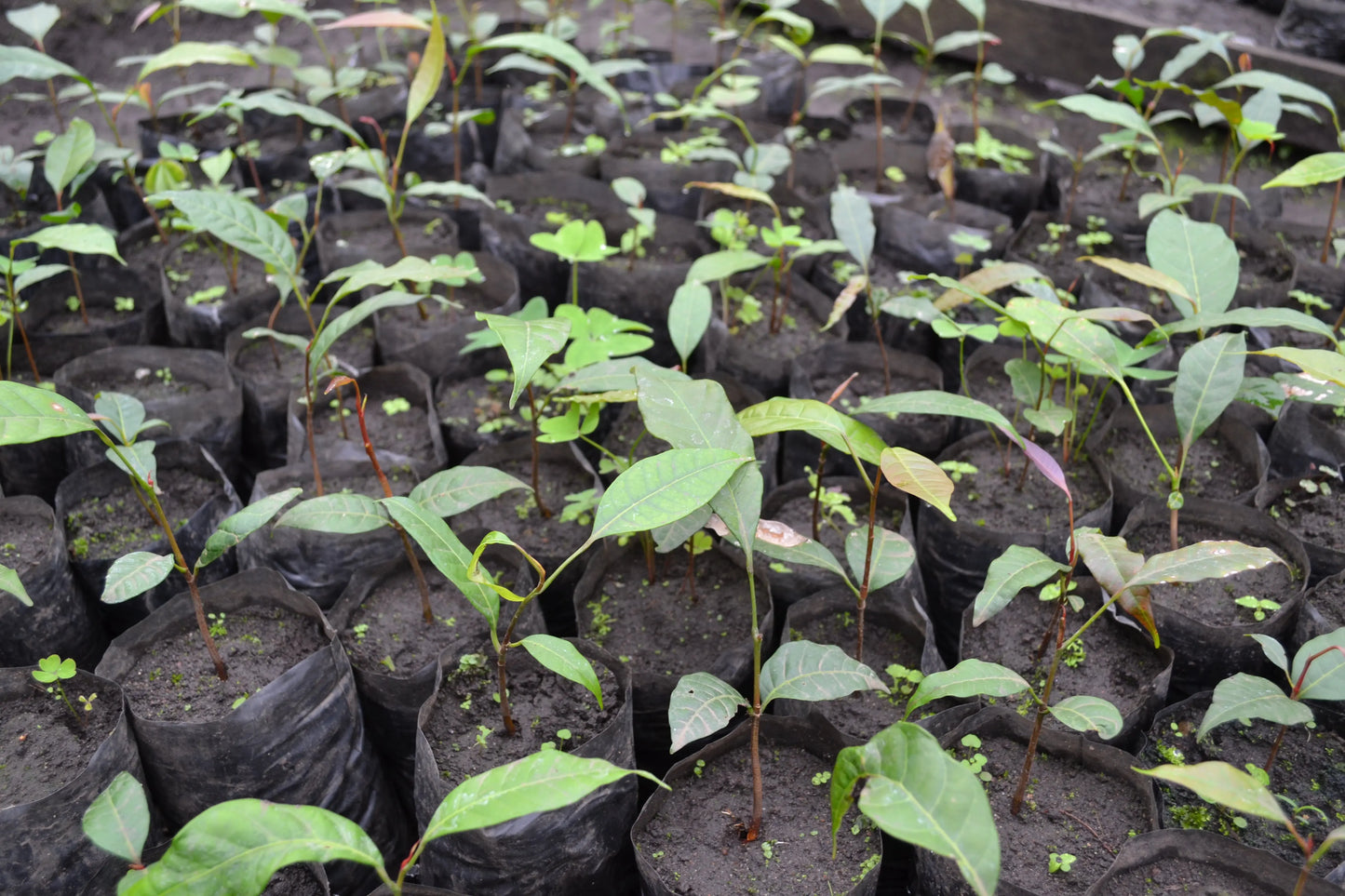 African Mahogany Tree Seeds For Planting SRI SAI FORESTRY