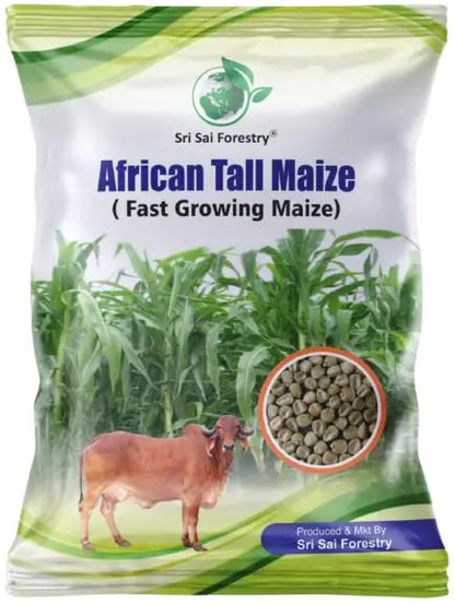 African Tall Maize Fodder Seeds | Growth 7 to 10 Feet | For Cattle SRI SAI FORESTRY