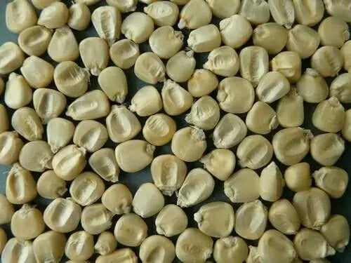 African Tall Maize Fodder Seeds | Growth 7 to 10 Feet | For Cattle SRI SAI FORESTRY