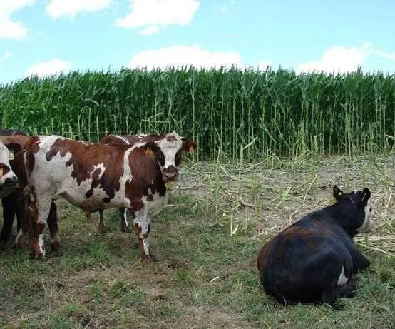 African Tall Maize Fodder Seeds | Growth 7 to 10 Feet | For Cattle SRI SAI FORESTRY