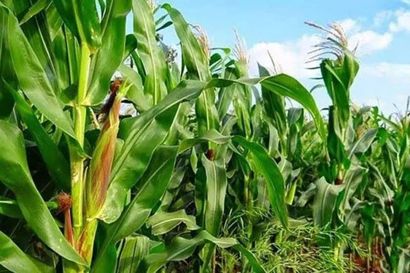 African Tall Maize Fodder Seeds | Growth 7 to 10 Feet | For Cattle SRI SAI FORESTRY