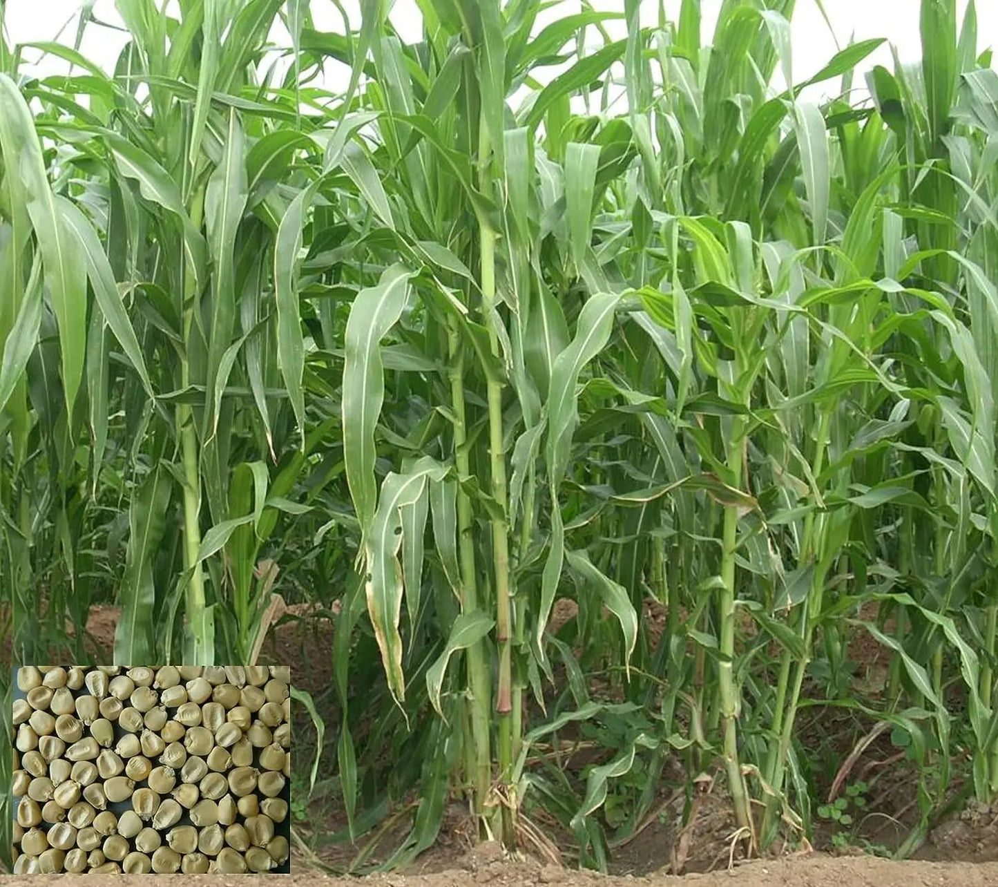 African Tall Maize Fodder Seeds | Growth 7 to 10 Feet | For Cattle SRI SAI FORESTRY