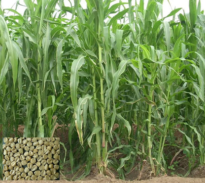 African Tall Maize Fodder Seeds | Growth 7 to 10 Feet | For Cattle SRI SAI FORESTRY