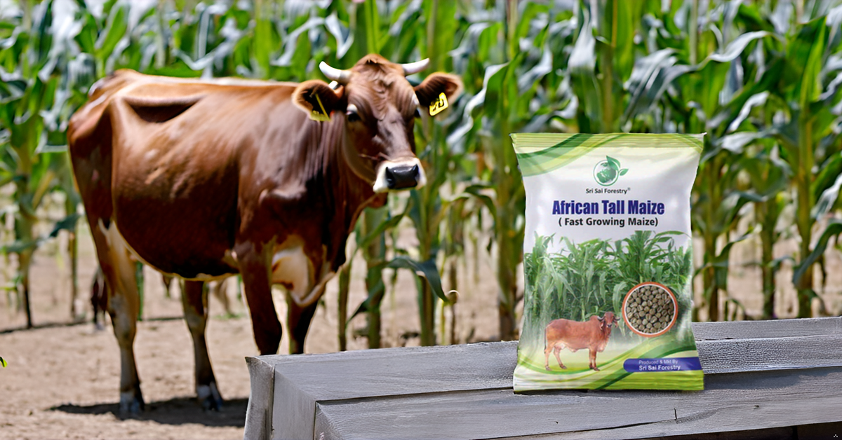African Tall Maize Fodder Seeds | Growth 7 to 10 Feet | For Cattle SRI SAI FORESTRY
