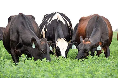 Alfa Alfa Grass Seeds for Cow, Goat Grass Seeds | Alfalfa Grass Seeds SRI SAI FORESTRY