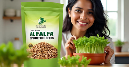 Alfalfa Sprouting Seeds | Perfect for Sprouting & Microgreens SRI SAI FORESTRY