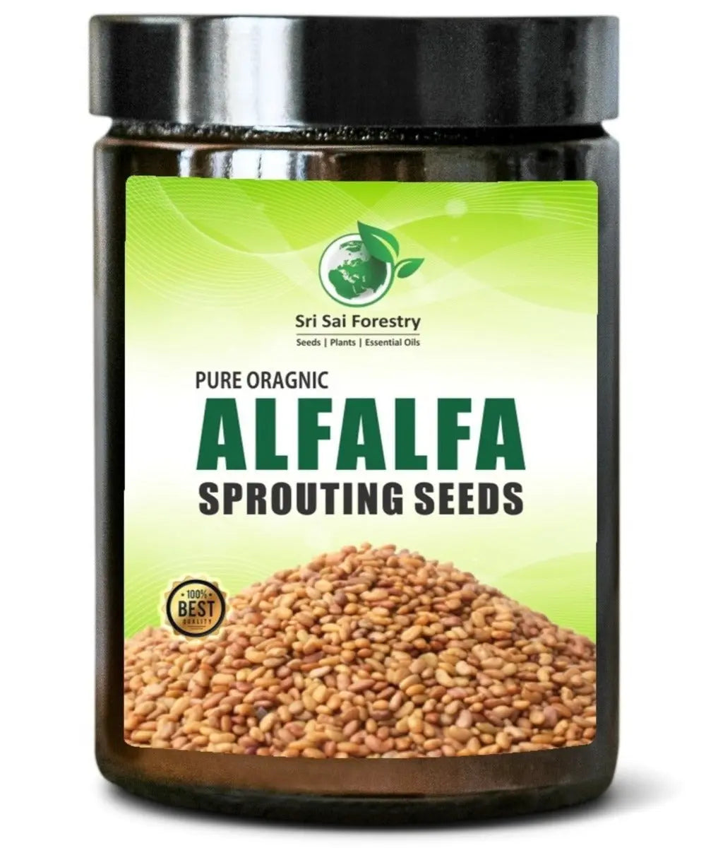 Alfalfa Sprouting Seeds | Perfect for Sprouting & Microgreens SRI SAI FORESTRY