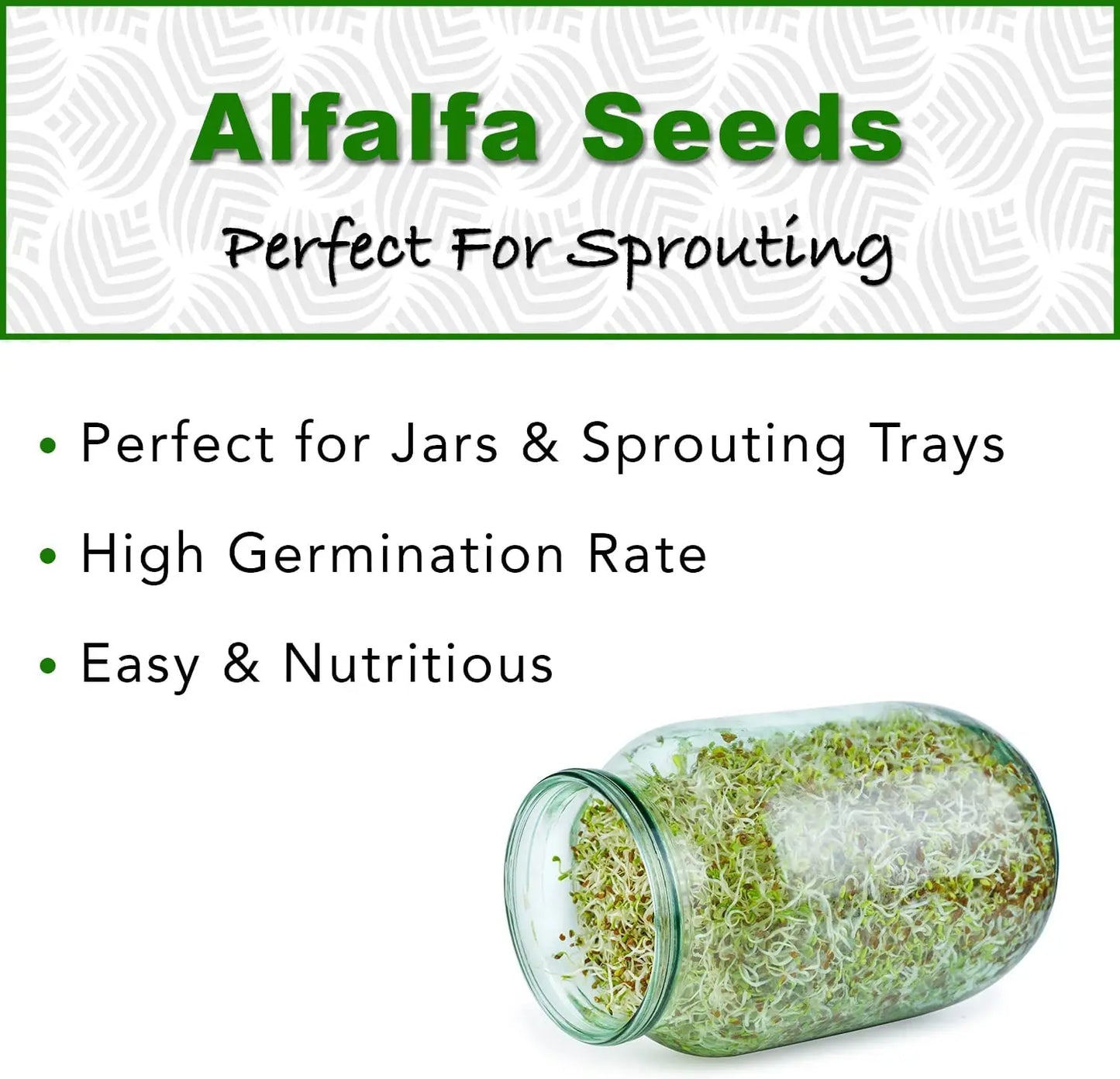 Alfalfa Sprouting Seeds | Perfect for Sprouting & Microgreens SRI SAI FORESTRY