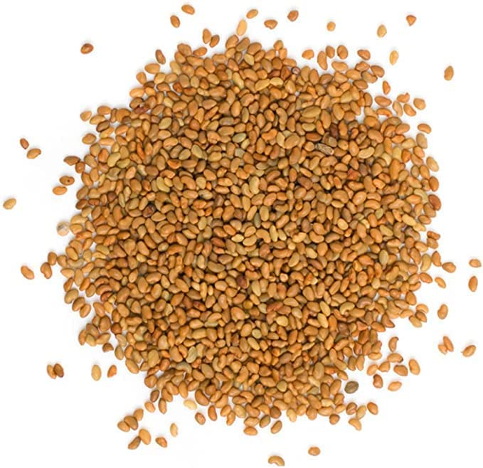Alfalfa Sprouting Seeds | Perfect for Sprouting & Microgreens SRI SAI FORESTRY