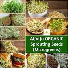Alfalfa Sprouting Seeds | Perfect for Sprouting & Microgreens SRI SAI FORESTRY