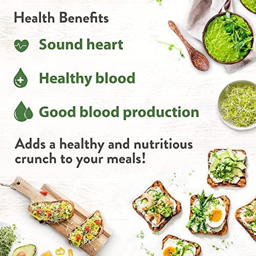 Alfalfa Sprouting Seeds | Perfect for Sprouting & Microgreens SRI SAI FORESTRY