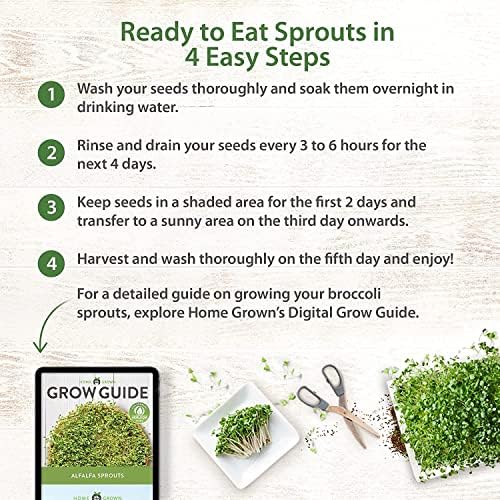Alfalfa Sprouting Seeds | Perfect for Sprouting & Microgreens SRI SAI FORESTRY