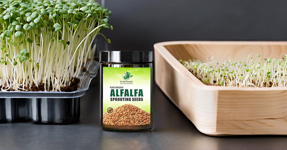 Alfalfa Sprouting Seeds | Perfect for Sprouting & Microgreens SRI SAI FORESTRY