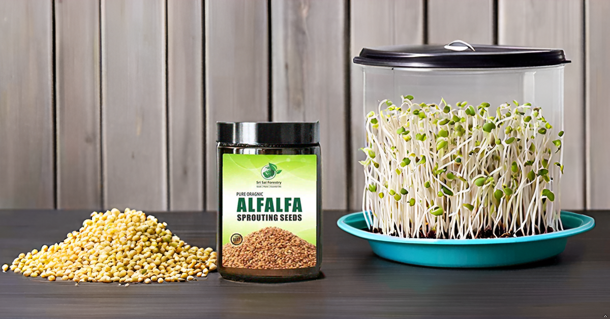 Alfalfa Sprouting Seeds | Perfect for Sprouting & Microgreens SRI SAI FORESTRY