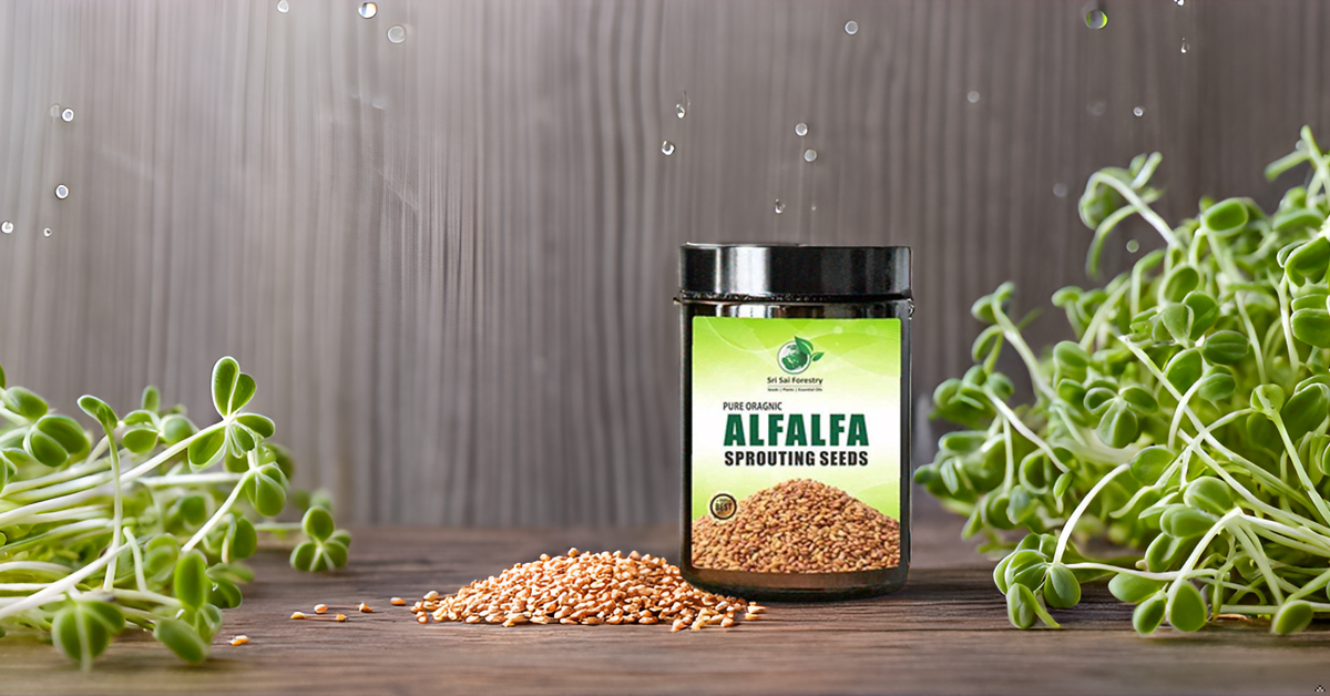 Alfalfa Sprouting Seeds | Perfect for Sprouting & Microgreens SRI SAI FORESTRY