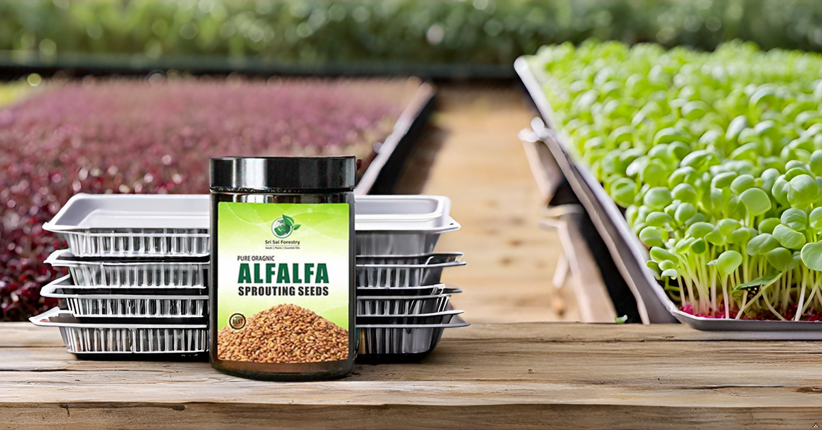 Alfalfa Sprouting Seeds | Perfect for Sprouting & Microgreens SRI SAI FORESTRY