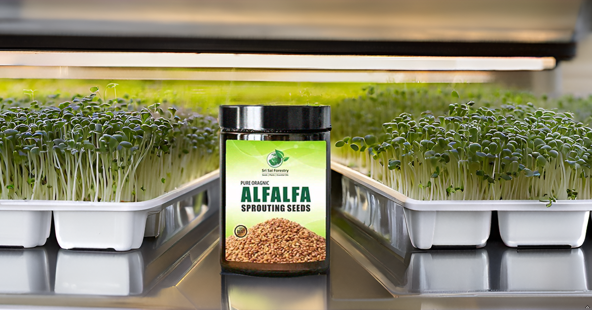Alfalfa Sprouting Seeds | Perfect for Sprouting & Microgreens SRI SAI FORESTRY