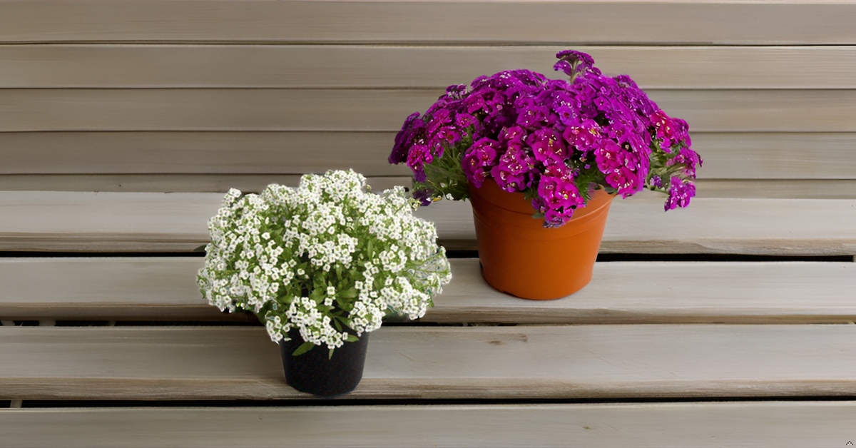 Alyssum Carpet of Snow Flower Seeds – Pure White Blooms for Your Garden, Balcony & Terrace SRI SAI FORESTRY