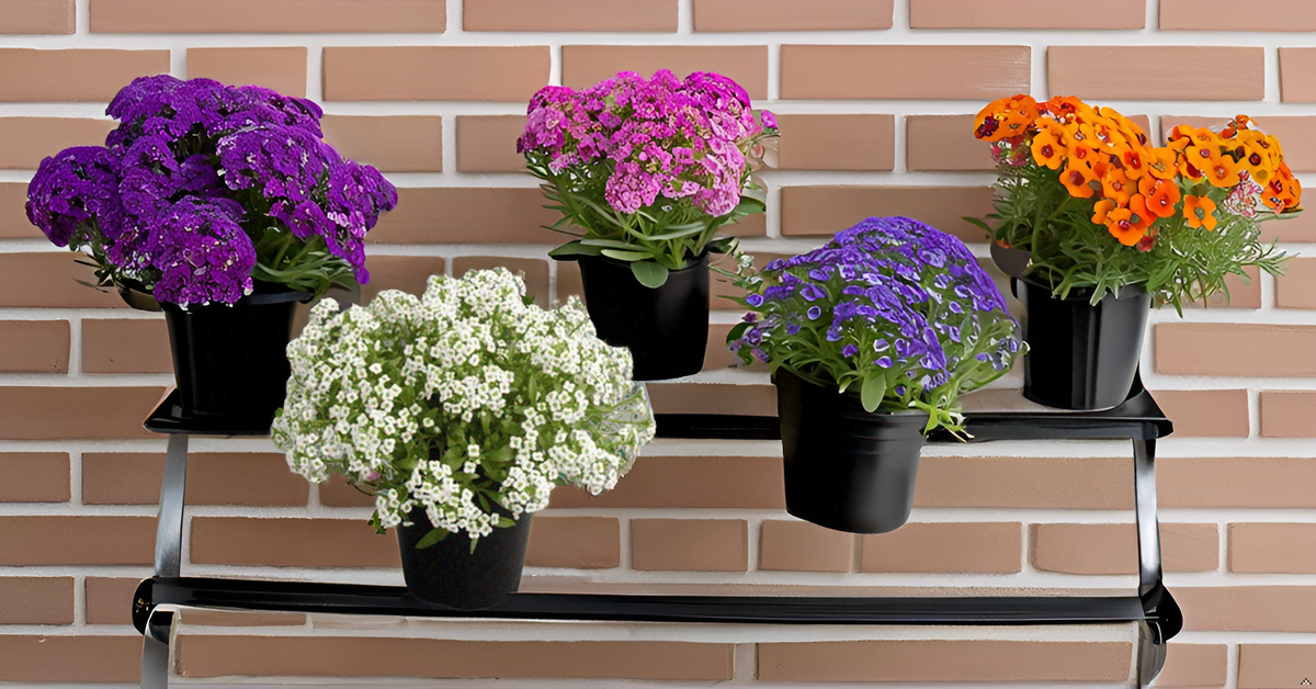 Alyssum Carpet of Snow Flower Seeds – Pure White Blooms for Your Garden, Balcony & Terrace SRI SAI FORESTRY