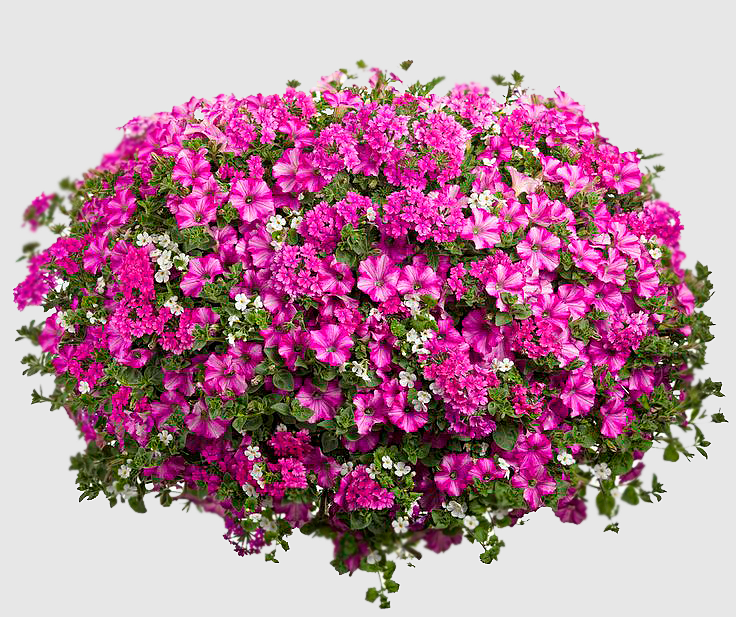 Alyssum Carpet of Snow Flower Seeds – Pure White Blooms for Your Garden, Balcony & Terrace SRI SAI FORESTRY
