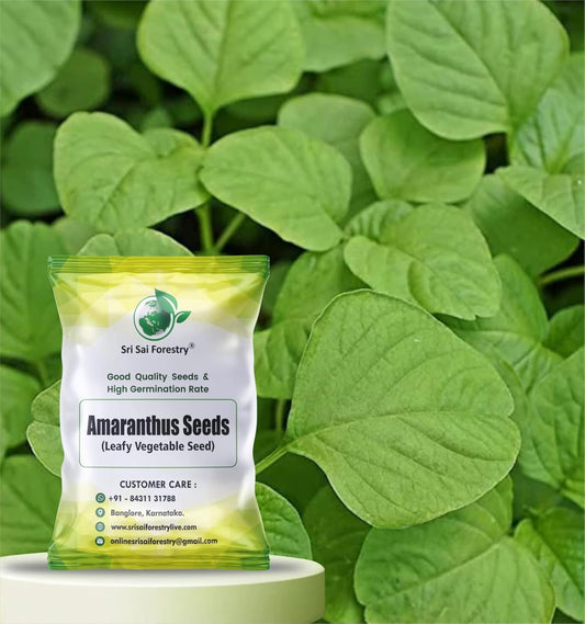 Amaranthus Seeds – Vibrant, Nutritious & Easy to Grow SRI SAI FORESTRY