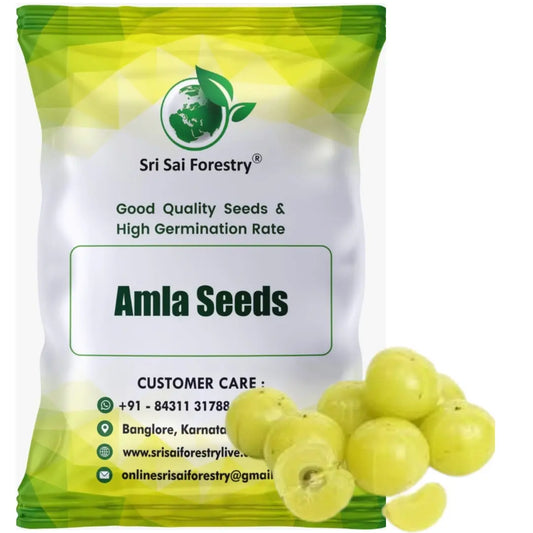 Amla Seeds | Indian Gooseberry Tree Seeds for Planting SRI SAI FORESTRY