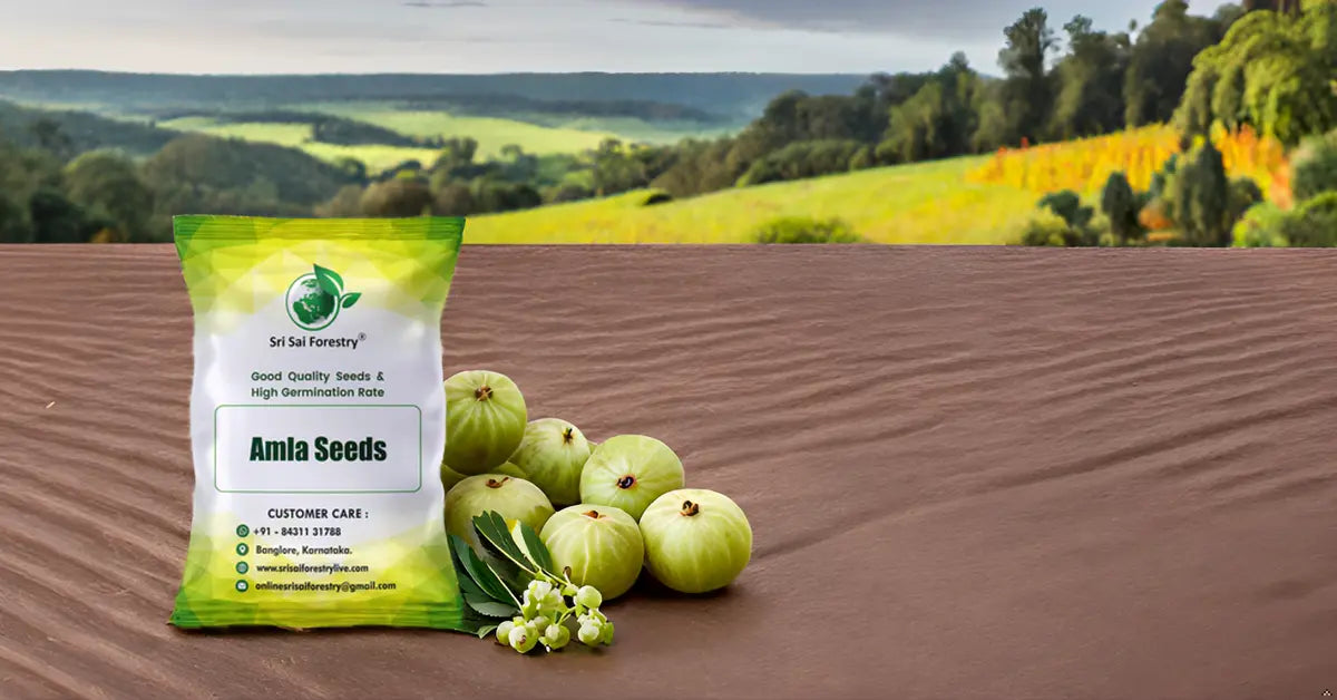 Amla Seeds | Indian Gooseberry Tree Seeds for Planting SRI SAI FORESTRY