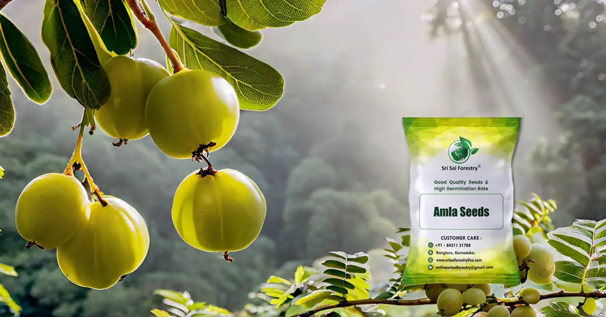 Amla Seeds | Indian Gooseberry Tree Seeds for Planting SRI SAI FORESTRY