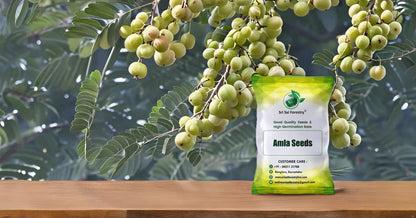 Amla Seeds | Indian Gooseberry Tree Seeds for Planting SRI SAI FORESTRY