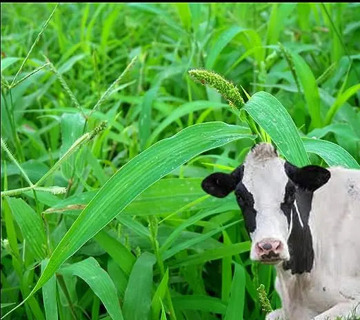 Anjan Grass Seeds | Buffel Grass Multi Cut Fodder Grass for Cattle SRI SAI FORESTRY