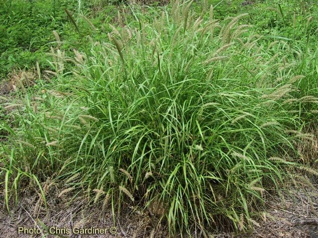 Anjan Grass Seeds | Buffel Grass Multi Cut Fodder Grass for Cattle SRI SAI FORESTRY