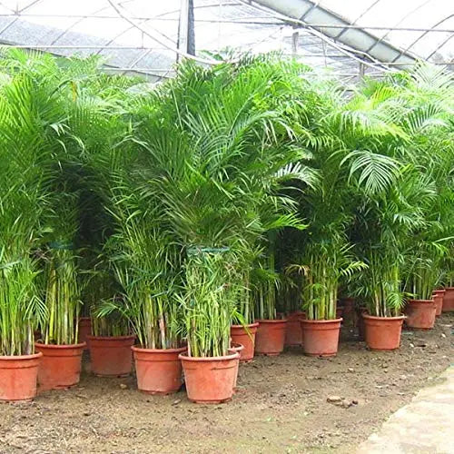 Areca Palm Seeds for Indoor - Outdoor Planting SRI SAI FORESTRY