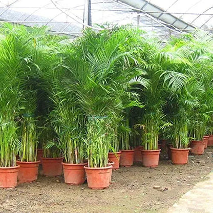 Areca Palm Seeds for Indoor - Outdoor Planting SRI SAI FORESTRY