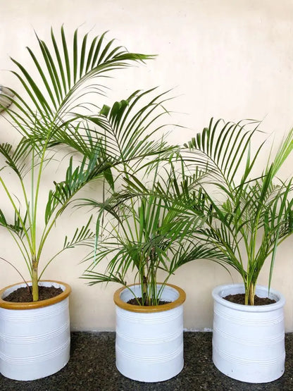 Areca Palm Seeds for Indoor - Outdoor Planting SRI SAI FORESTRY